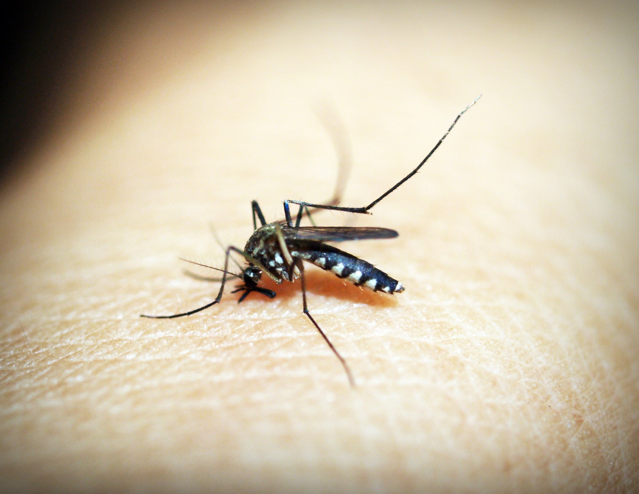 Avoiding Problems with Mosquitoes