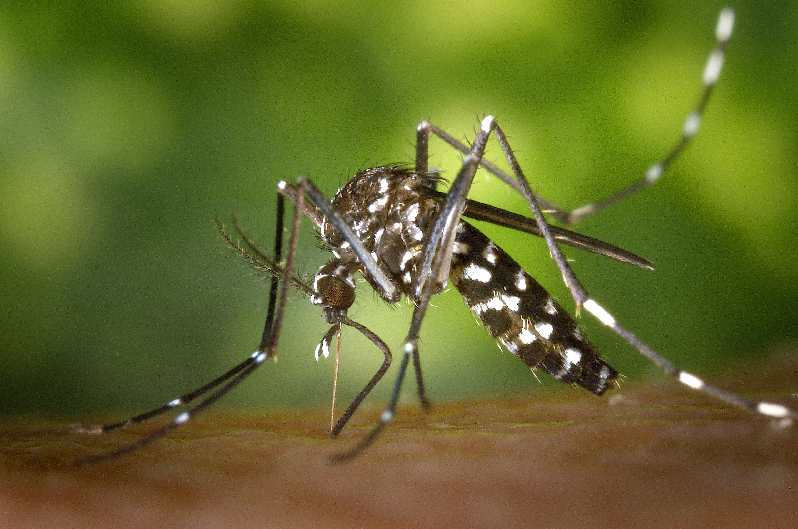 Avoiding Problems with Mosquitoes